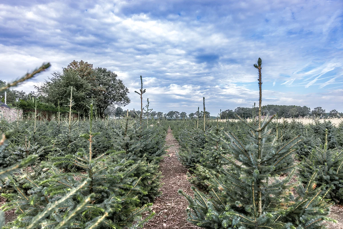 Nordmann kerstboom bij Wouter de Groene Boer