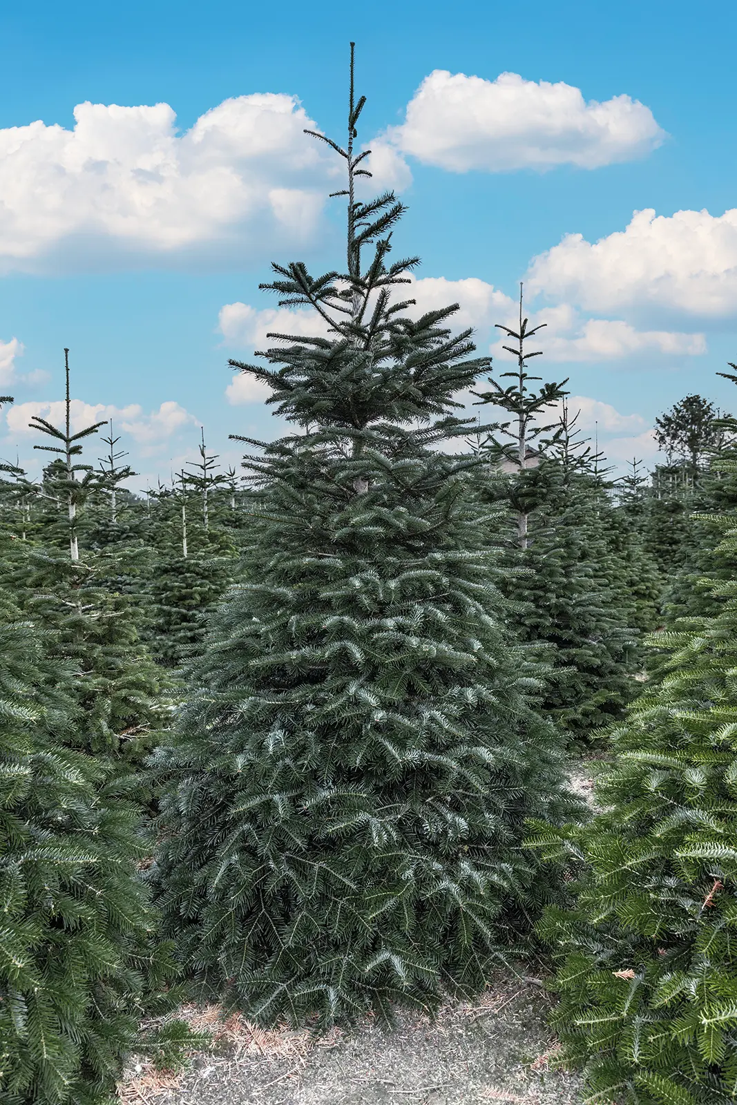 Nordmann kerstboom bij Wouter de Groene Boer