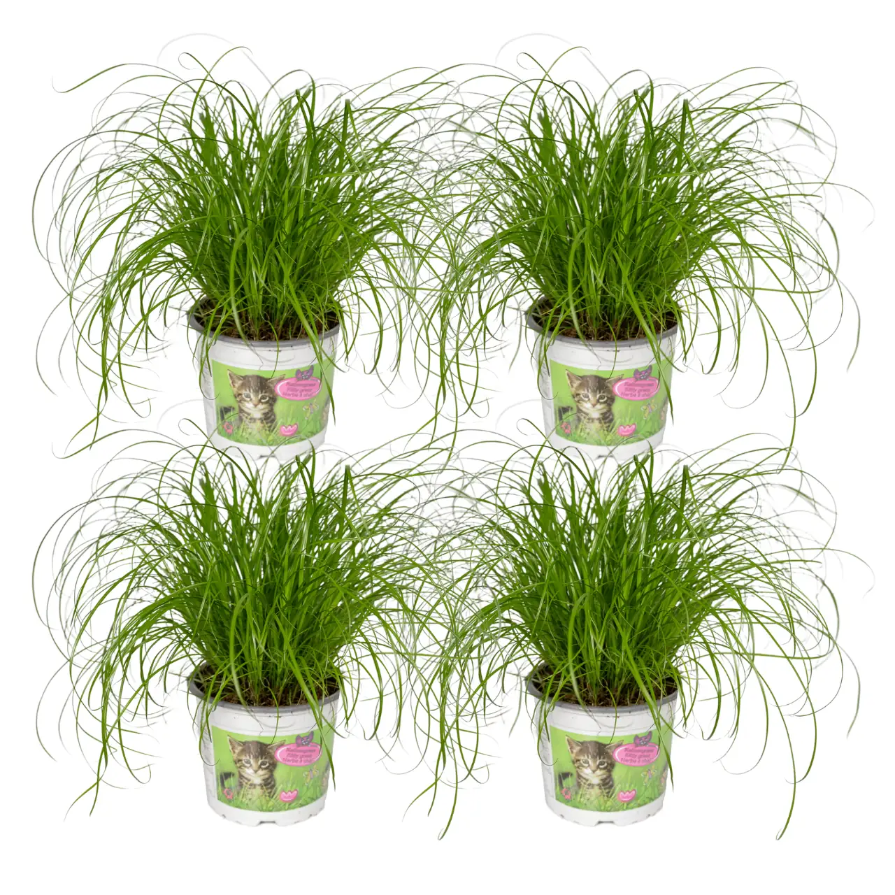 cyperus_alternifolius_4stuks_12cm_02