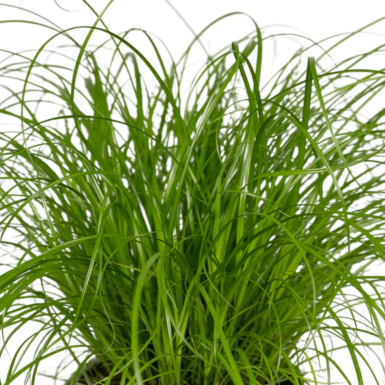 cyperus_alternifolius_4stuks_12cm_03
