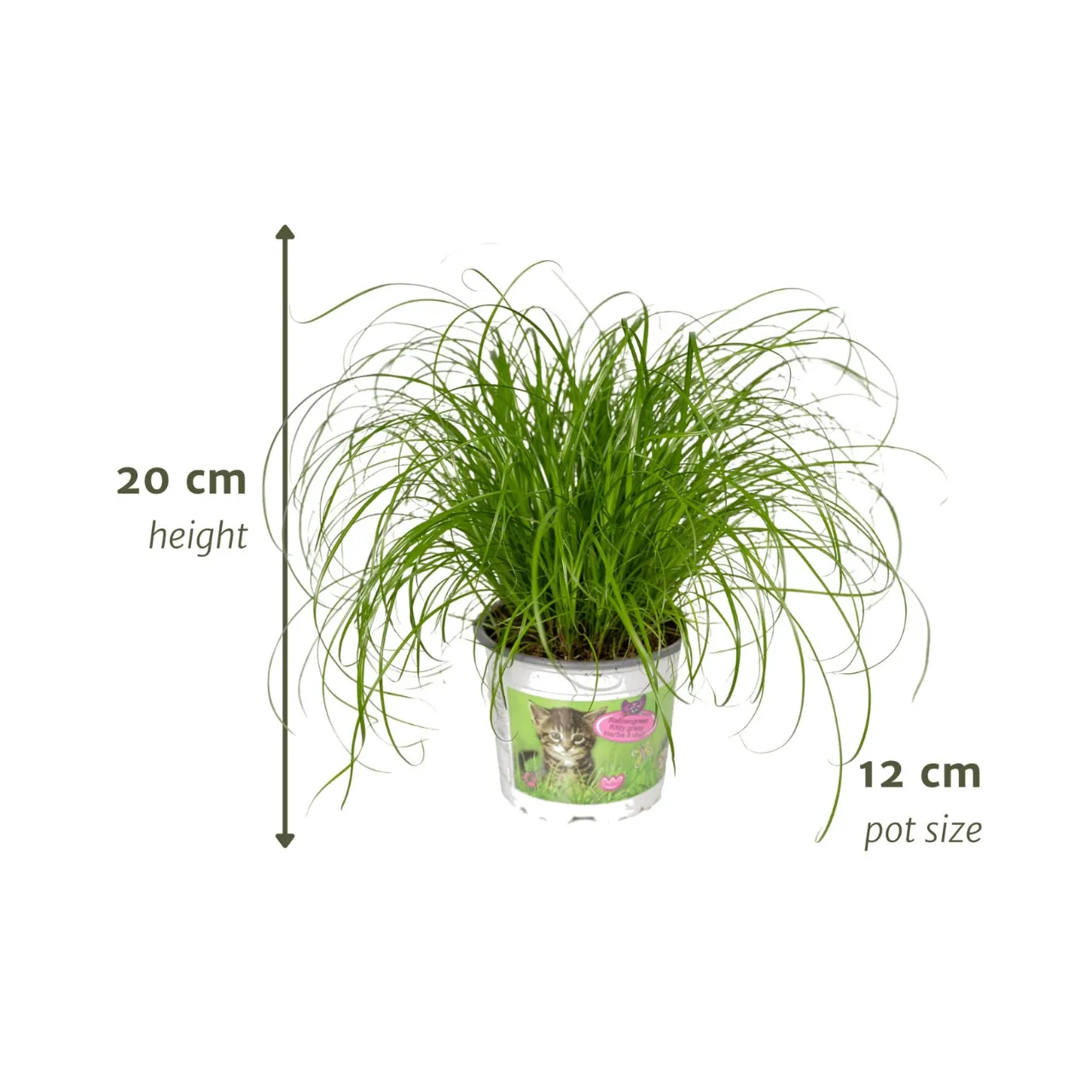 cyperus_alternifolius_4stuks_12cm_04