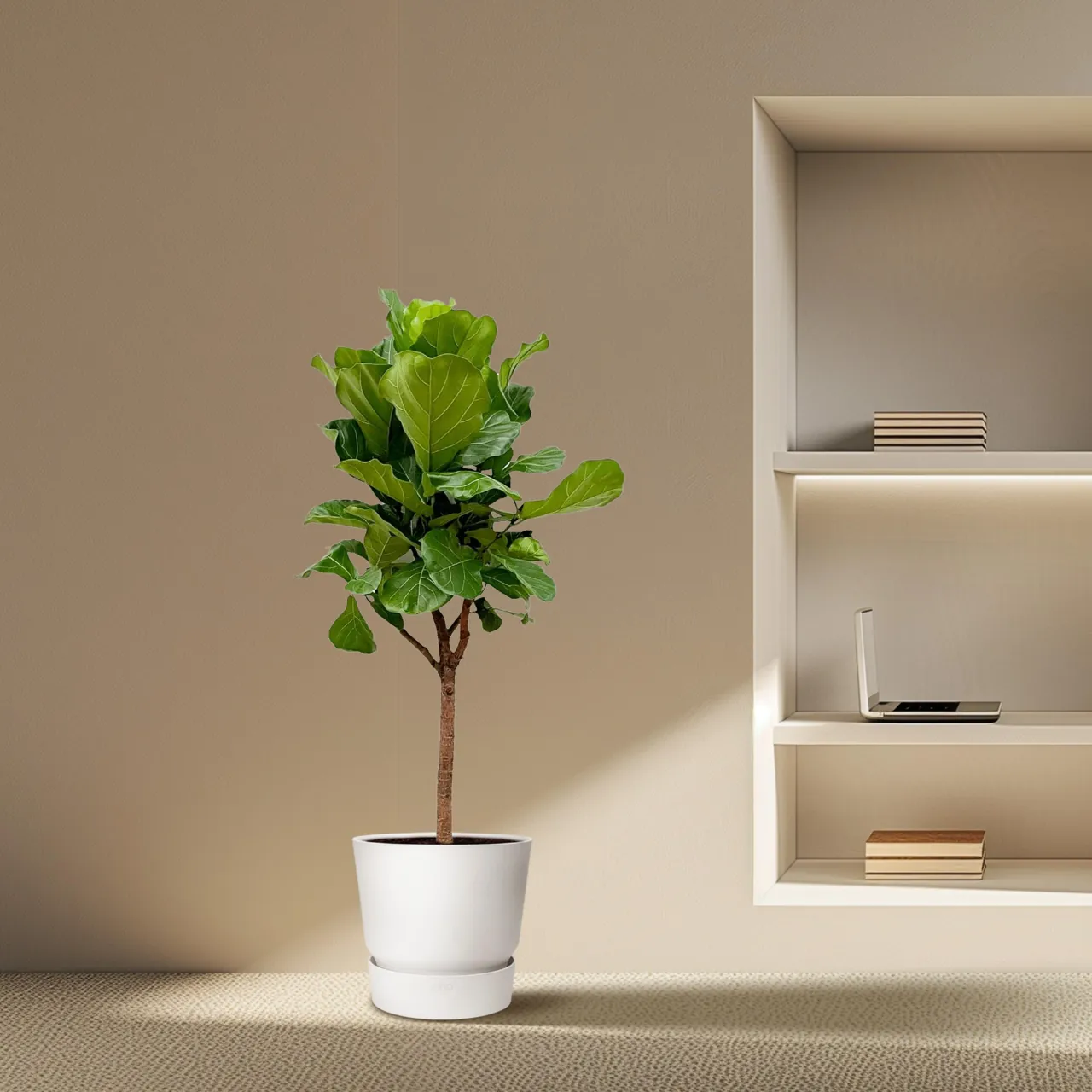 Ficus Lyrata Boom bij Wouter de Groene Boer