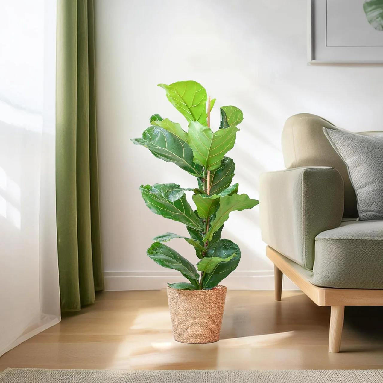 Ficus Lyrata bij Wouter de Groene Boer