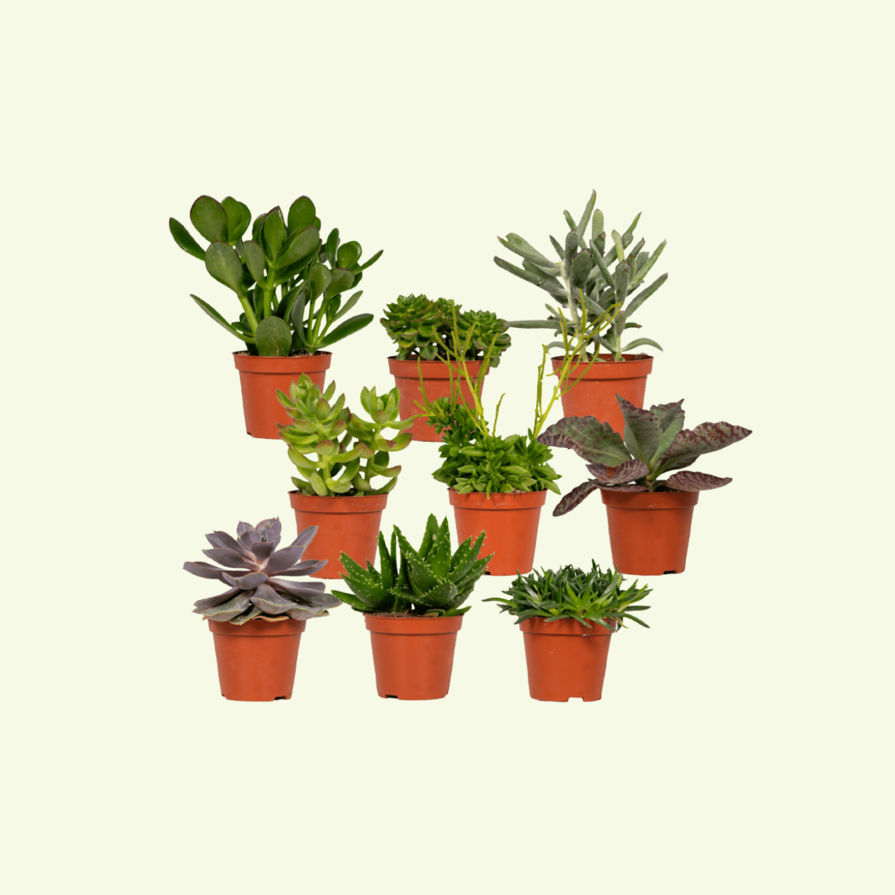 De succulenten mix bij Wouter de Groene Boer