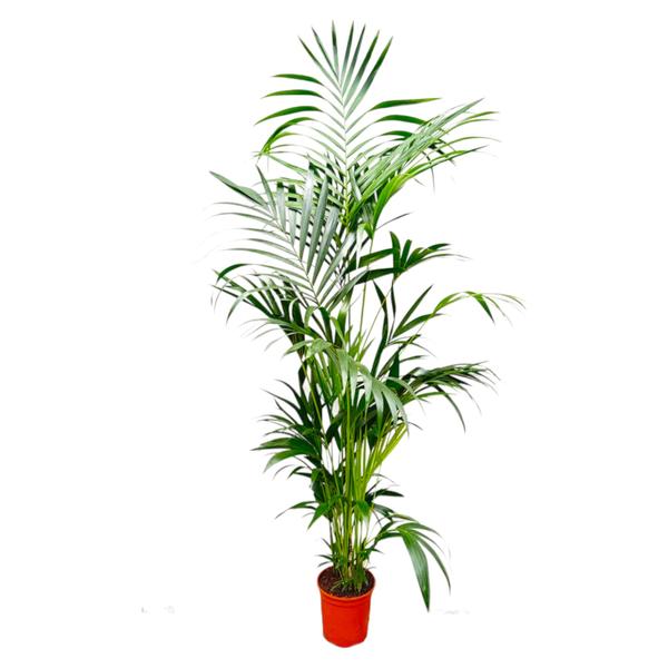Kentiapalm - XL Planten | Wouter de Groene Boer