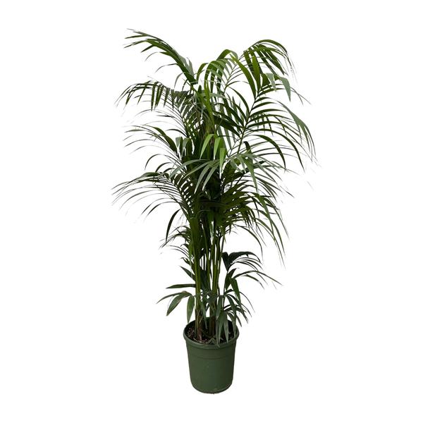 Kentiapalm XXL - XL Planten | Wouter de Groene Boer