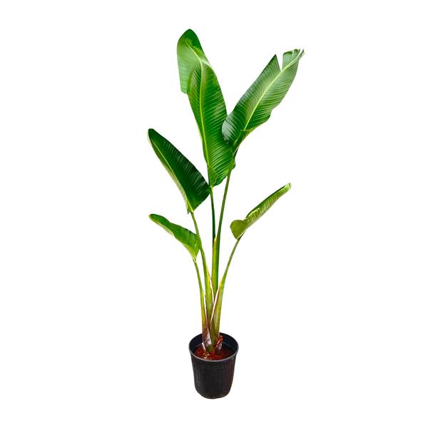 Witte Paradijsvogelplant - XL Planten | Wouter de Groene Boer