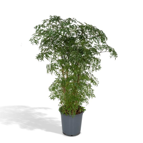 Aralia - Kamerplanten | Wouter de Groene Boer