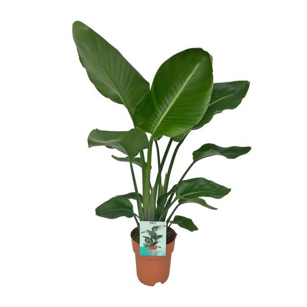 Paradijsvogelplant - Kamerplanten | Wouter de Groene Boer
