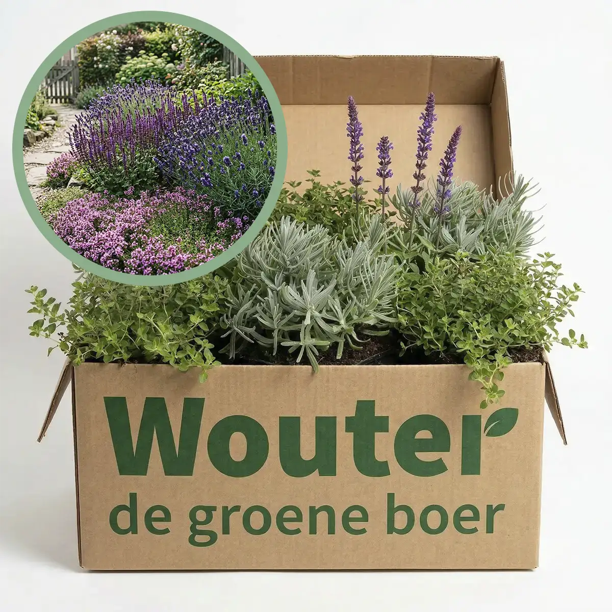 Balkonpakket Lavendel - Borderpakketten | Wouter de Groene Boer