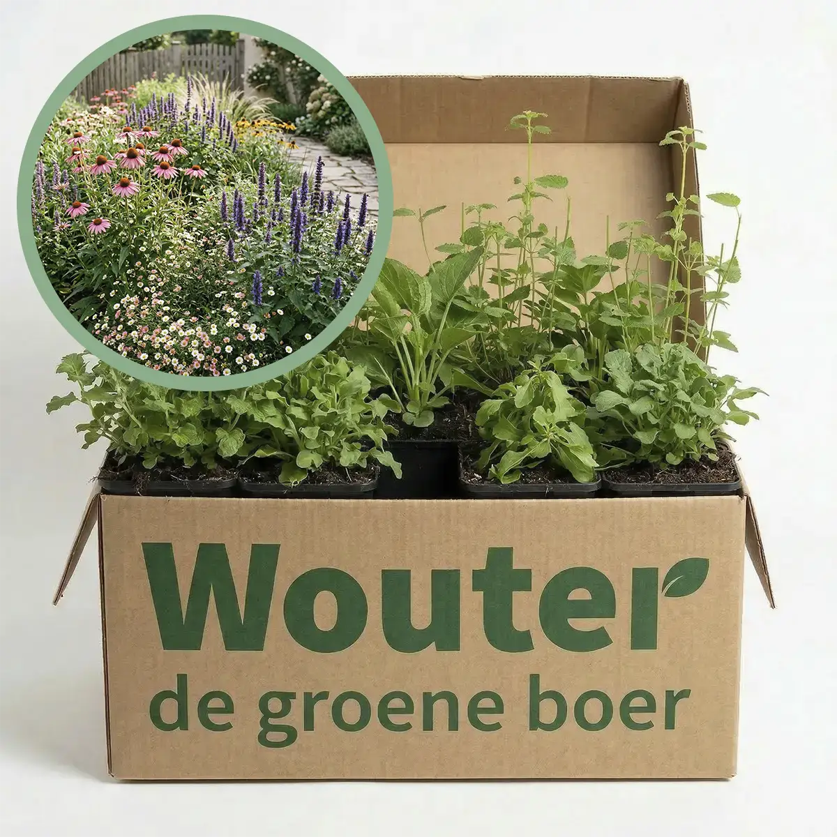 Balkonpakket Vlinder - Borderpakketten | Wouter de Groene Boer